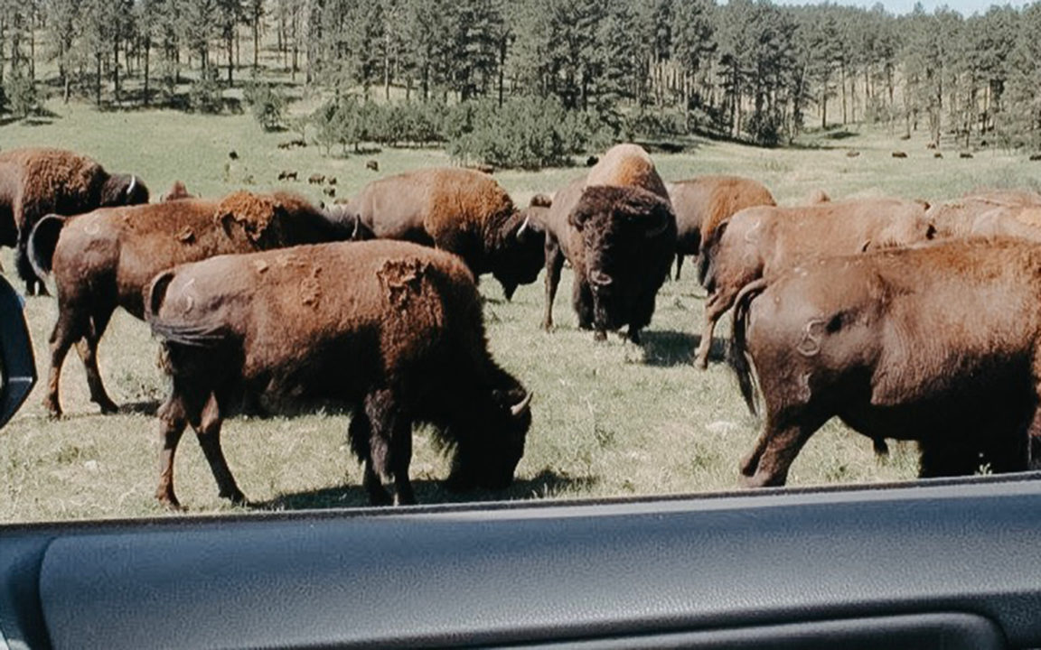 Custer State Park